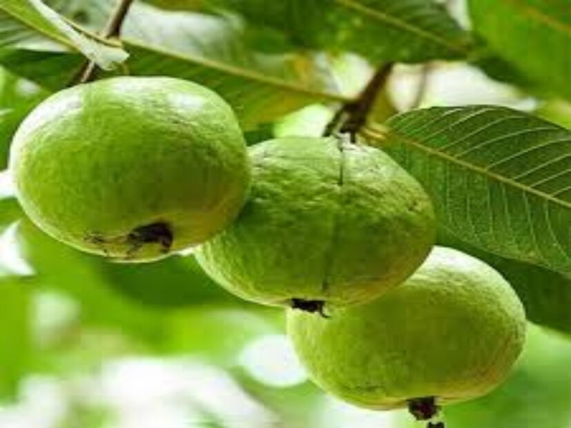 প্রশ্ন ৪ - ভারতের কোন রাজ্যে পেয়ারা সবচেয়ে বেশি উৎপাদিত হয়?উত্তর ৪ - উত্তর প্রদেশে পেয়ারা সবচেয়ে বেশি উৎপাদিত হয়। এই রাজ্যে পেয়ারার বাজার শেয়ার ২২.৯৩% এবং উৎপাদন ৯২৮.৪৪ টন।