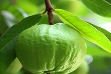 লাখ লাখ টাকা আয়...! তাইওয়ানের এই 'গোলাপি' পেয়ারার চাষ দেখাচ্ছে কামাল, চমকে দেবে লাভের অঙ্ক