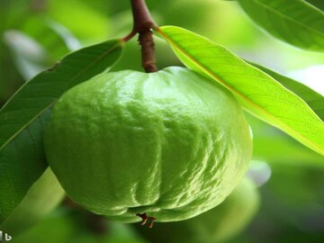 লাখ লাখ টাকা আয়...! তাইওয়ানের এই 'গোলাপি' পেয়ারার চাষ দেখাচ্ছে কামাল, চমকে দেবে লাভের অঙ্ক