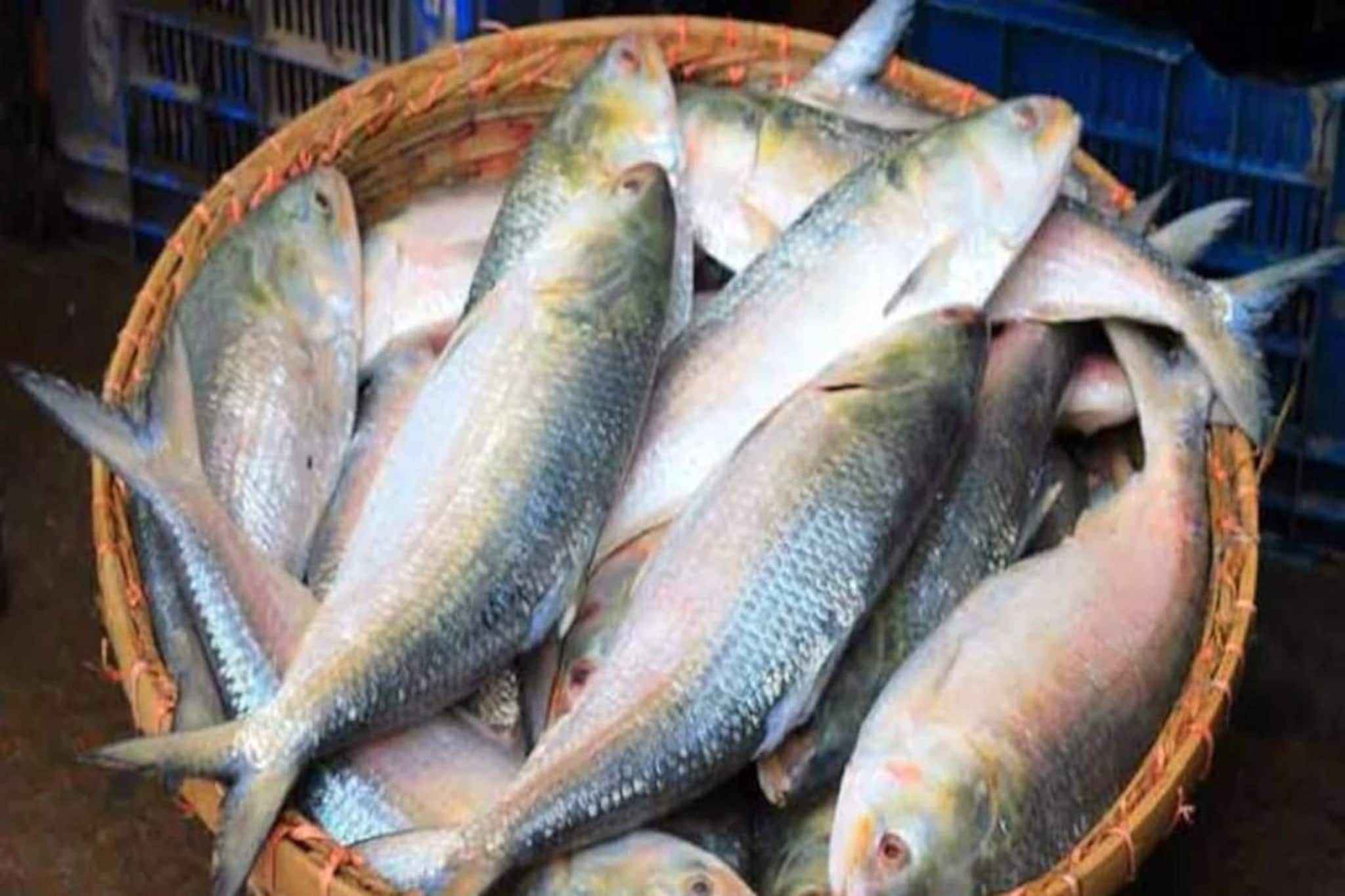 সারা পৃথিবীতে কোন মাছ সব থেকে বেশি খাওয়া হয়? ইলিশ তালিকায় কত নম্বরে? শুনে নিন