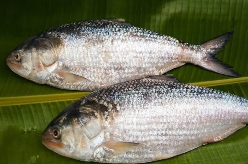 জানা গিয়েছে, বাংলাদেশের রাজবাড়ির গোয়ালন্দ উপজেলার দৌলত‌দিয়ার পদ্মানদীতে ধরা পড়েছে ২ কেজি ৬০০ গ্রাম ওজনের দু-দুটি ইলিশ। এরপর সেটি খোলা বাজারে নিলাম করা হলে মাছ দুটির দাম কত উঠল বলুন তো শেষমেশ? File Image 