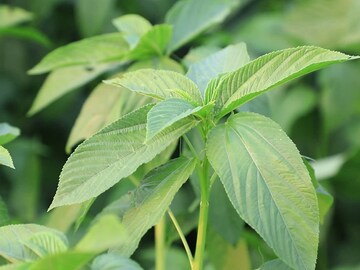 ডিপ্রেশন কাটায়, যৌবন ধরে রাখে! গ্রাম-বাংলার পাঁচ টাকার এই শাকেই পালাবে গাঁটে ব্যথা, ইউরিক অ্যাসিড! 