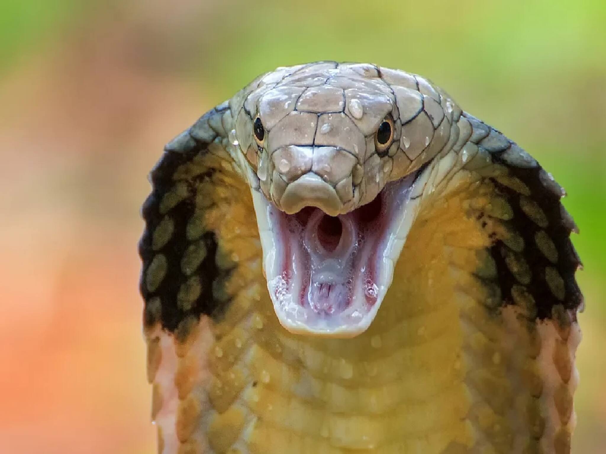 King Cobra Snake: তিন দিন কিং কোবরা সাপের সঙ্গে এক ঘরে ঘুমাচ্ছিল ব্যক্তি, বন দফতর কর্মীরা দরজা খুলে যা দেখল, শুনলে গায়ে কাঁটা দেবে