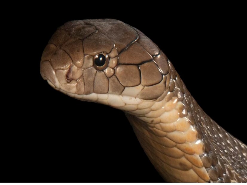 নাগরাকাটা বস্তির বাসিন্দা  জসিন্তা মাঝির সুপারি বাগানে বিশালাকার কিং কোবরাটিকে ঘোরাফেরা করতে দেখা যায়। ‌এরপর খবর দেওয়া হয় বন দফতরে। খবর পেয়ে খুনিয়া রেঞ্জের বনকর্মীরা এসে কিং কোবরা সাপটিকে উদ্ধার করে নিয়ে যায়। বন দফতর সূত্রে জানা গিয়েছে, উদ্ধার হওয়া কিংকোবরা সাপটি লম্বায় প্রায় ১৮ ফুট।