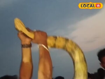 একজনের কম্মো নয়, ১৮ ফিটের কিং কোবরা নাচিয়ে ছাড়ল, বস্তাবন্দি করতে হাজির ৪ জন একজনের কম্মো নয়, ১৮ ফিটের কিং কোবরা নাচিয়ে ছাড়ল, বস্তাবন্দি করতে হাজির ৪ জন