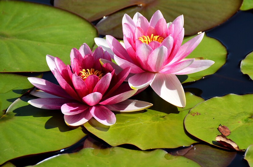 Lotus Health Benefits: পদ্মের প্রতি অংশে লুকিয়ে রয়েছে শক্তির ভাণ্ডার! পুরুষদের স্বাস্থ্য ভাল রাখতে ব্যবহার করুন বিশেষ ফুলটি