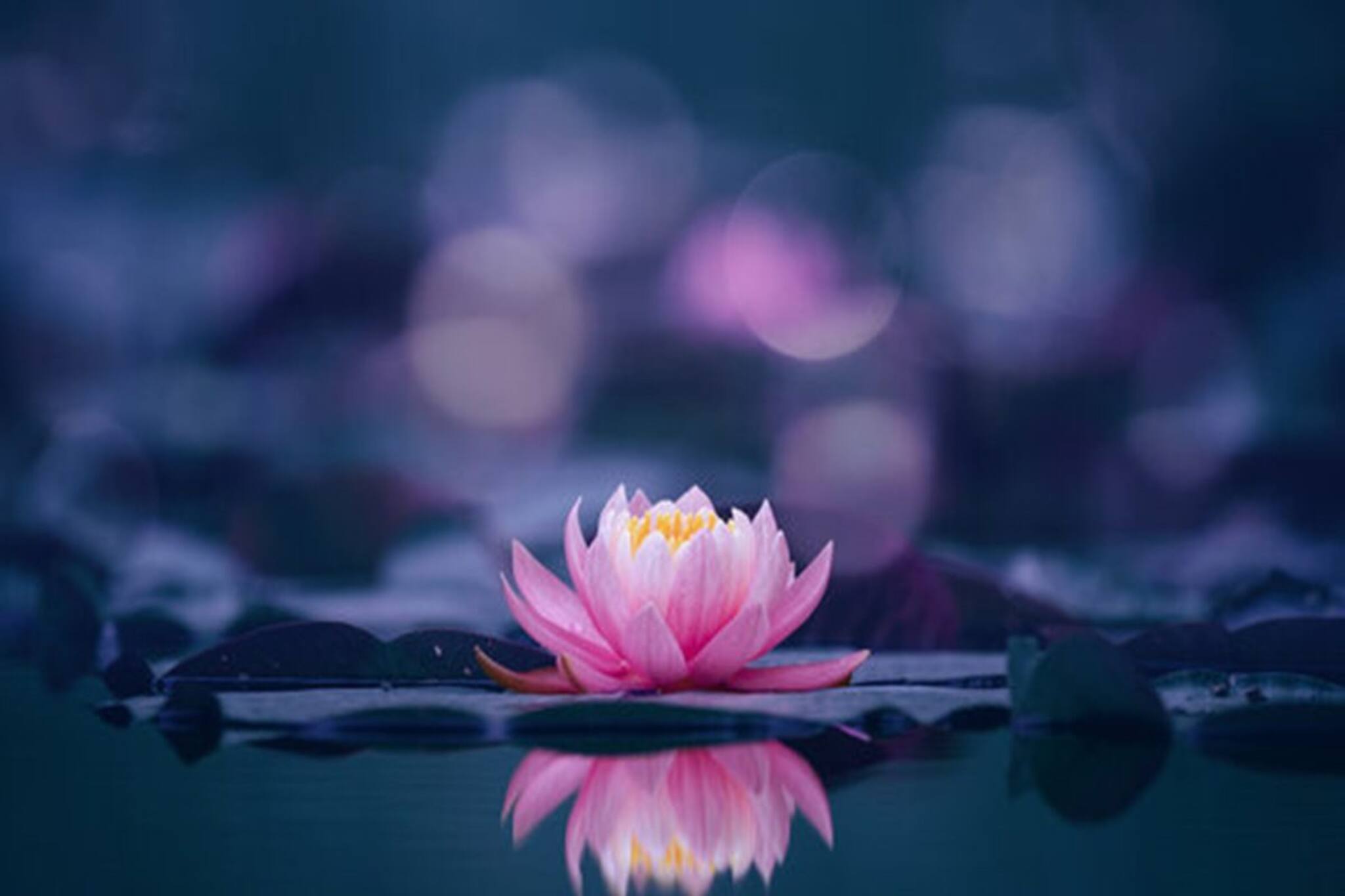 পদ্মেই লুকিয়ে শক্তির ভাণ্ডার! পুরুষদের স্বাস্থ্য ভাল রাখতে ব্যবহার করুন বিশেষ ফুল