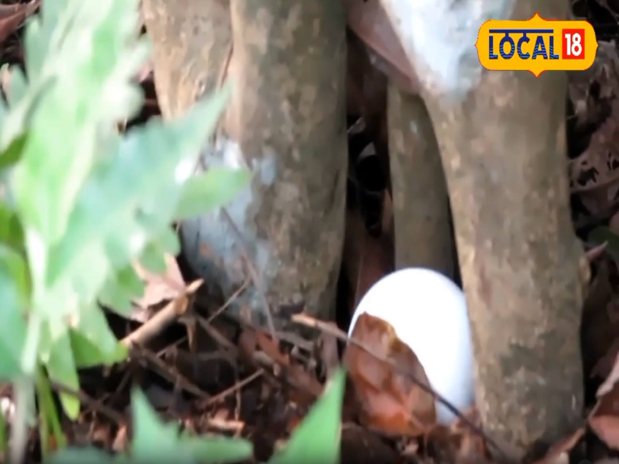 পর্যটকদের জন্য বাড়তি পাওনা, শুধু চা বাগান দেখা নয়, এখন জলপাইগুড়িতে দেখা মিলবে 'ওদেরও'