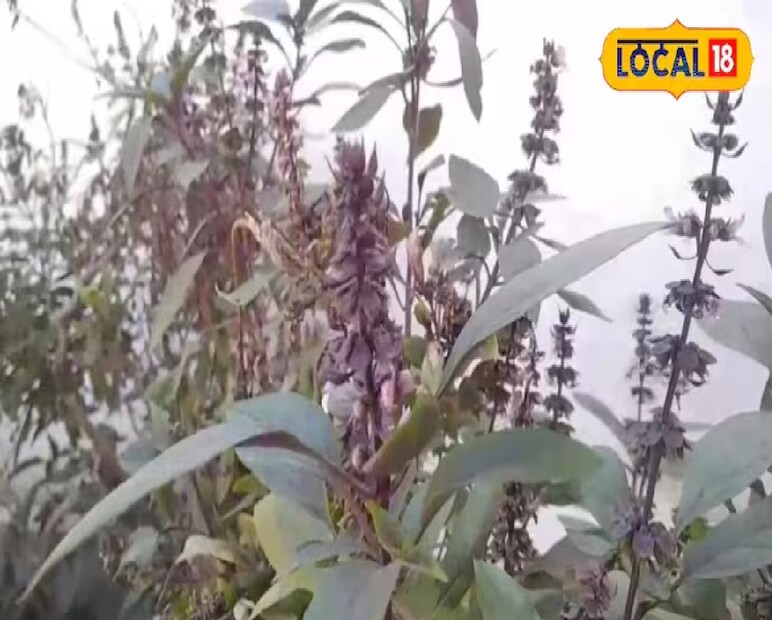 তখনই এই ধরনের দেশি পদ্ধতি নেওয়া হত, যা আমরা এখনও অনুসরণ করি। এতে গবাদিপশুরাও নিরাপদ থাকে, কোনও ক্ষতিও হয় না। আমরা বাড়িতেও এই গাছ লাগিয়েছি।&quot;