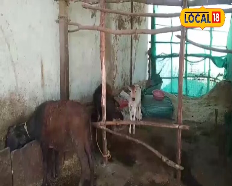 সাগরের সানোডা গ্রামের বৃদ্ধা দ্রৌপদী বাঈ বলেন, &quot;এই রীতি আমাদের ঠাকুরদা-প্রপিতামহদের সময় থেকেই চলে আসছে। তখন বৃষ্টির পরিমাণ বেশি ছিল, আর শীত-গ্রীষ্মও যথেষ্ট তীব্র ছিল। ফলে প্রাণীদের লুকিয়ে পড়া বা ঘরে ঢোকার আশঙ্কা ছিল। 