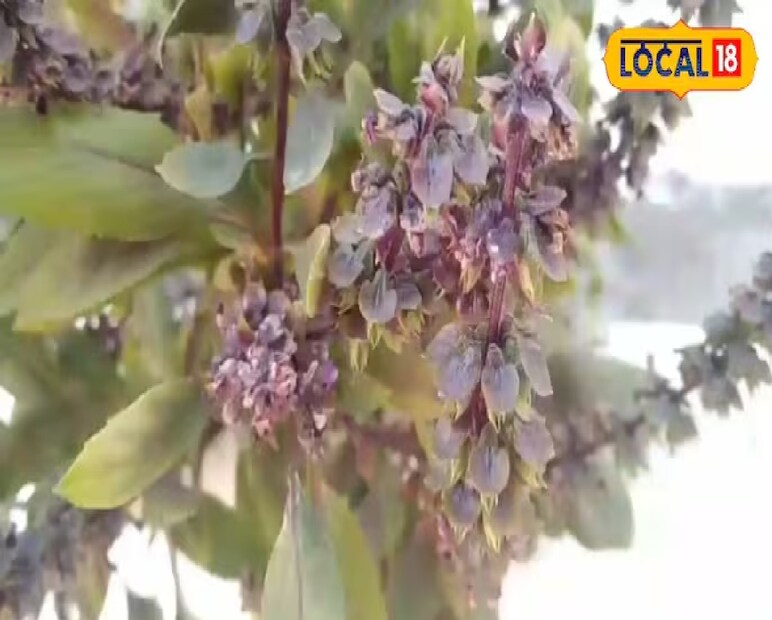 গ্রামাঞ্চলে ঘরে সাপখোপ এবং অন্যান্য বিষাক্ত কীটপতঙ্গ, প্রাণী ঢুকে পড়ার সমস্যা রুখতে একটি বিশেষ গাছ লাগানোর রীতি বহুদিন ধরেই চলে আসছে। এই গাছের নাম *মারুথানি* বা *মারিকোজুন্ধু* (Marikozhundhu)। সাধারণত এটি নদী বা পুকুরের ধারে জন্মায়, তবে কেউ কেউ বাড়িতেও এটি লাগিয়ে থাকেন।