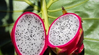 Dragon Fruit Cultivation