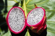 ফল তো নয়, যেন সোনা...এইভাবে চাষ করুন, ৮ লাখ টাকা পর্যন্ত লাভ করতে পারবেন