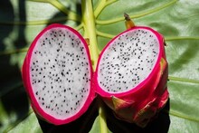 ফল তো নয়, যেন সোনা...এইভাবে চাষ করুন, ৮ লাখ টাকা পর্যন্ত লাভ করতে পারবেন