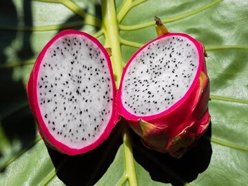 Dragon Fruit: ফল তো নয়, যেন সোনা…এইভাবে চাষ করুন, ৮ লাখ টাকা পর্যন্ত লাভ করতে পারবেন