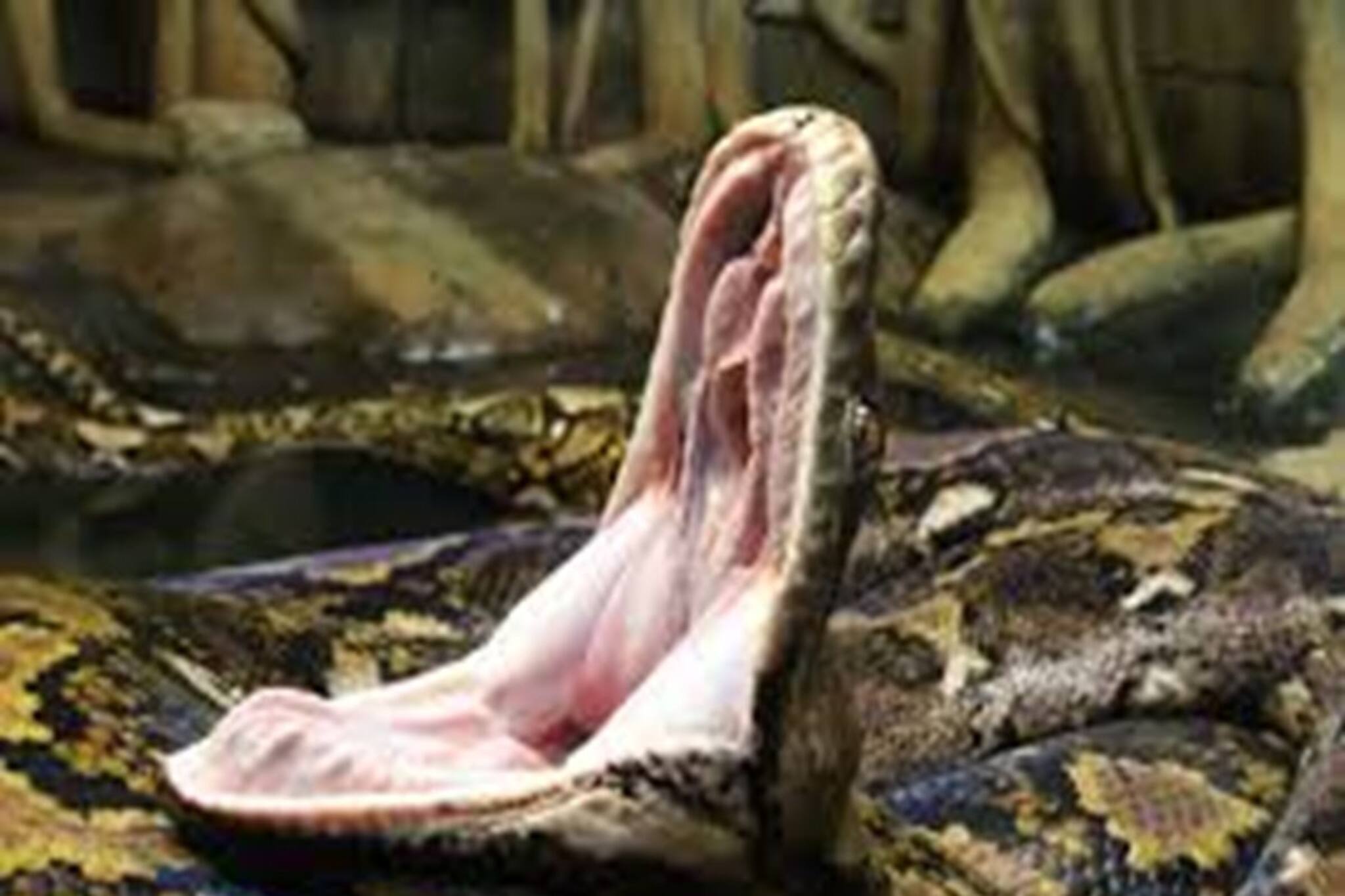 বলুন তো, সাপ কতদিন বাঁচে? কোন সাপের আয়ু সবচেয়ে বেশি! ৯৯% মানুষই জানেন না সঠিক উত্তরটি...