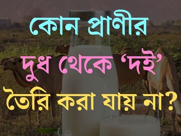 রোজ খাচ্ছেন, বলুন তো কোন প্রাণীর দুধ থেকে দই তৈরি করা যায় না? তবু ৯৯% লোকজনই জানেন না