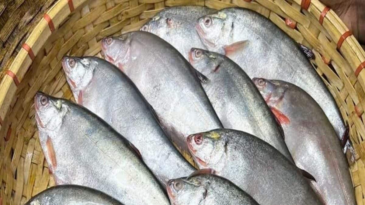 Clown Knifefish (Chital) Effect: চিতল মাছ প্রিয়...? এই মাছ খেলে শরীরে ...
