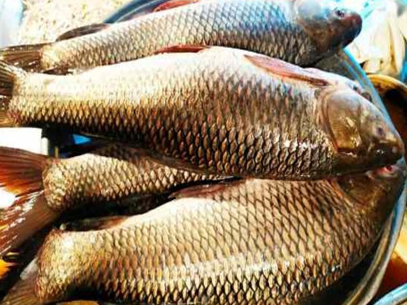 কতটা খাওয়া উচিত এই মাছ? এত উপকারী রুই মাছ কিন্তু তবুও এই মাছ ভারসাম্য রেখে খাওয়ার বিষয়ে জোর দিচ্ছেন বিশেষজ্ঞরা। তাঁদের মতে, দৈনিক রুই মাছের একটা বড় টুকরাই যথেষ্ট একজন মানুষের জন্য। তার বেশি খাওয়া উচিত নয়।