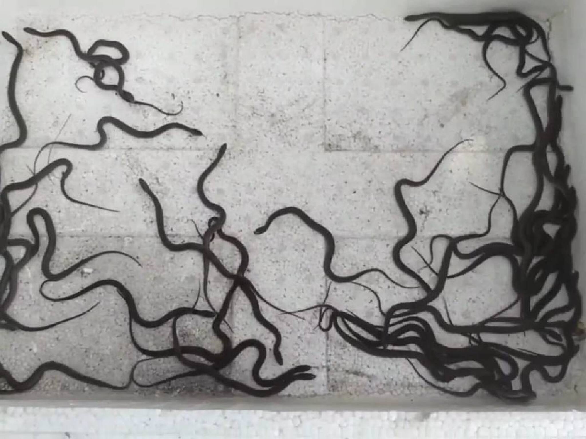 ঘরের সামনে কিলবিল করছে সাপ! একটা-দুটো নয়, একচল্লিশটা! দেখেই ঘুম উড়ে গেল বাসিন্দাদের