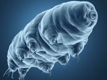 ১৫০ ডিগ্রি থেকে -৪৫৬ ডিগ্রি কিছুতেই মৃত্যু নেই! ইসরোর নয়া অভিযানে মহাকাশে যাচ্ছে এই প্রাণী