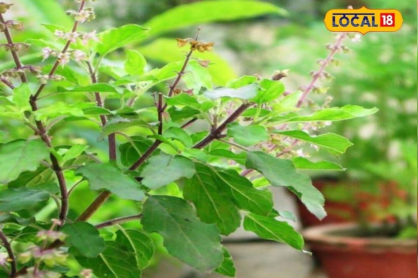 তুলসী গাছের জন্য প্রাকৃতিক সার ব্যবহার করা যেতে পারে, যা গাছের বৃদ্ধি দ্রুত করতে সাহায্য করবে। ভিজে গোবর, কফি পাউডার বা চা পাতা গাছের মাটিতে মিশিয়ে দিতে পারেন। 