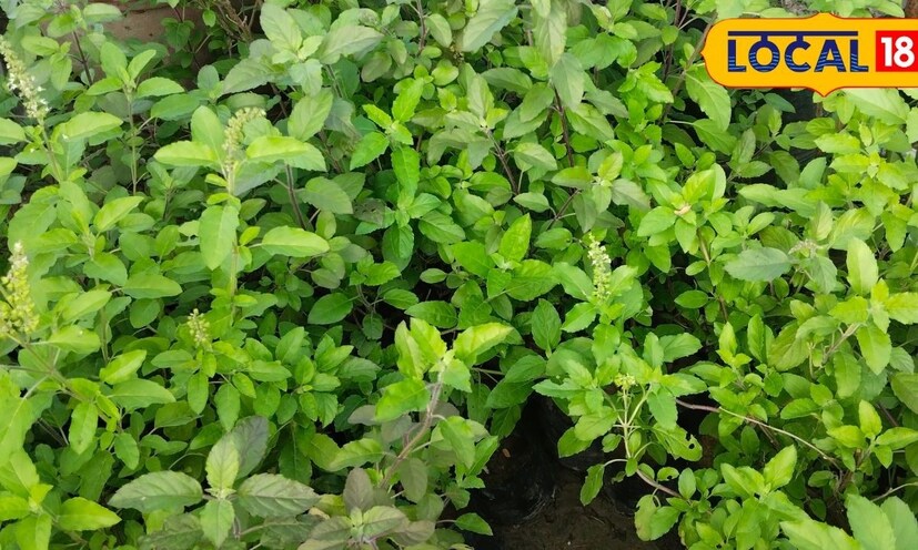 তুলসী গাছ অত্যন্ত তাপ সহনশীল নয়, অতিরিক্ত গরমে গাছের পাতাগুলো ঝলসে যেতে পারে। গরমের দিনে গাছকে একটু ছায়ায় রাখুন, অথবা সেদিকে জল ছিটিয়ে দিন যাতে গাছকে ঠান্ডা রাখা যায়। এই সহজ ও প্রাকৃতিক উপায়গুলো অবলম্বন করলে তুলসী গাছ আবার জীবন্ত ও সতেজ হয়ে উঠবে। 