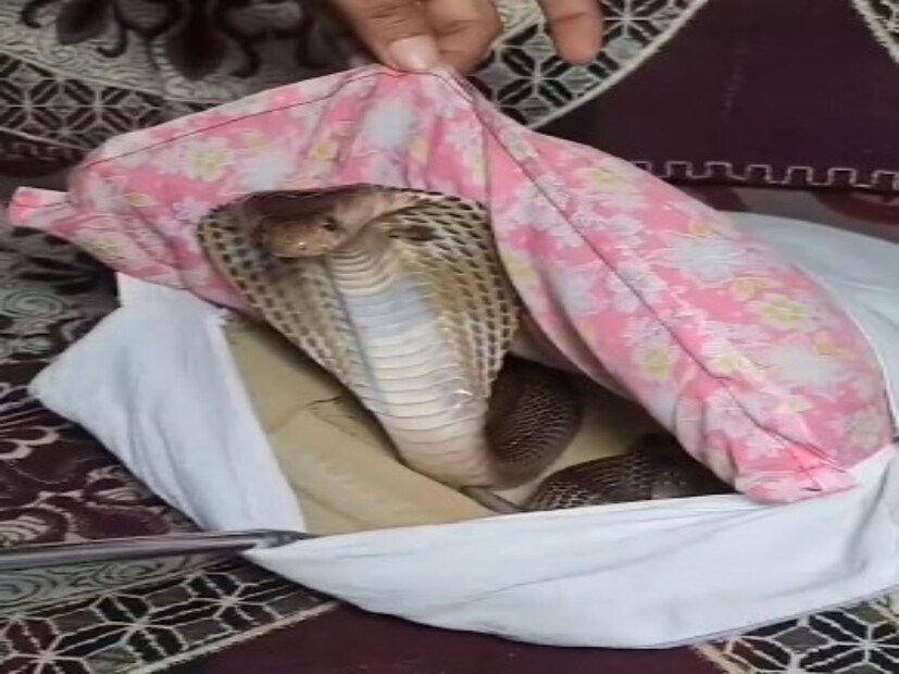 বালিশে সাপটি দেখতে পেয়েই কালবিলম্ব না করে পরিবারটি তৎক্ষণাৎ বন দফতরকে খবর দেয়। তারা লোহার রডের সাহায্যে বালিশ থেকে এই সাপটিকে টেনে বের করেন। যদিও জানা যাচ্ছে এটি আদতে একটি পুরনো ভিডিও। তবে এটি সোশ্যাল মিডিয়ায় আবার নতুন করে ভাইরাল হচ্ছে।