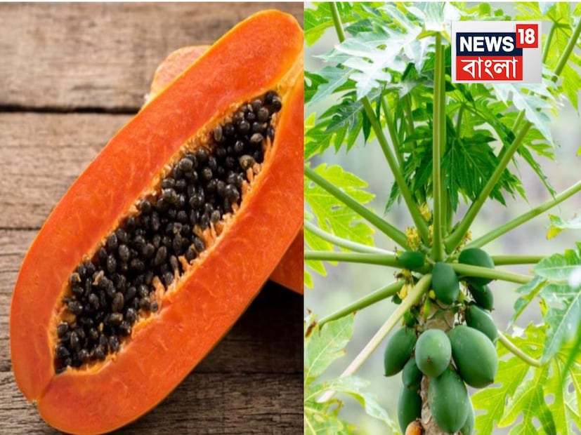 পেঁপে একটি হাই ফাইবার যুক্ত ফল, যা হজমের জন্য উপকারী। কিন্তু অতিরিক্ত পরিমাণে খেলে ডায়ারিয়া, ডিহাইড্রেশন এবং পেট ব্যথার মতো সমস্যা সৃষ্টি করতে পারে। যাঁদের পেটের সমস্যা আছে তাঁদের বেশি পরিমাণে পেঁপে খাওয়া এড়িয়ে চলা উচিত।