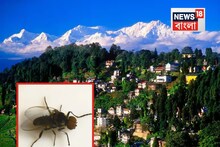 দার্জিলিঙে ‘ব্ল্যাক ফ্লাই’! অন্ধ করে দিতে পারে রহস্যময় রক্তশোষক মাছি, কী উঠে এল গবেষণায়