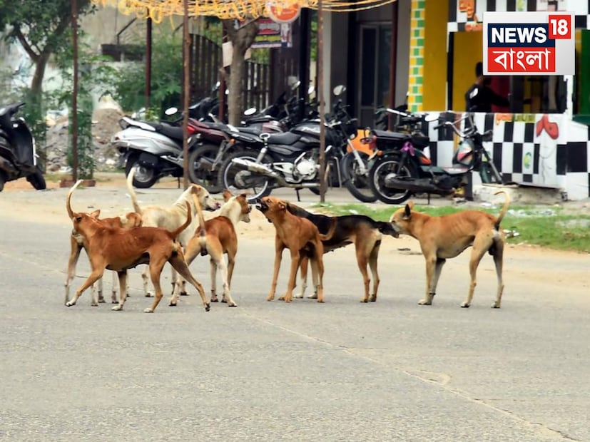 চিকিৎসক জানাচ্ছেন, জলাতঙ্ক এমন একটি রোগ যে, যদি এর লক্ষণ শরীরে দেখা যায়, তাহলে তার জীবন বাঁচানোর সম্ভাবনা খুবই কম। এমন পরিস্থিতিতে, টিকাদান খুবই গুরুত্বপূর্ণ। আরেকটি বিষয় লক্ষ্য করা যায় যে, কুকুরগুলো পোষা প্রাণী নাকি রাস্তার বাসিন্দা। যদি কেউ বাড়িতে কুকুর পোষেন, তাহলে অবশ্যই নিয়মিত তাঁর ভ্যাক্সিনেশন করান৷ কিন্তু, রাস্তার কুকুর কামড়ালে প্রথমেই ক্ষতস্থান ধুয়ে নিয়ে জলাতঙ্কের টিকা নেওয়ার তোড়জোর শুরু করুন৷