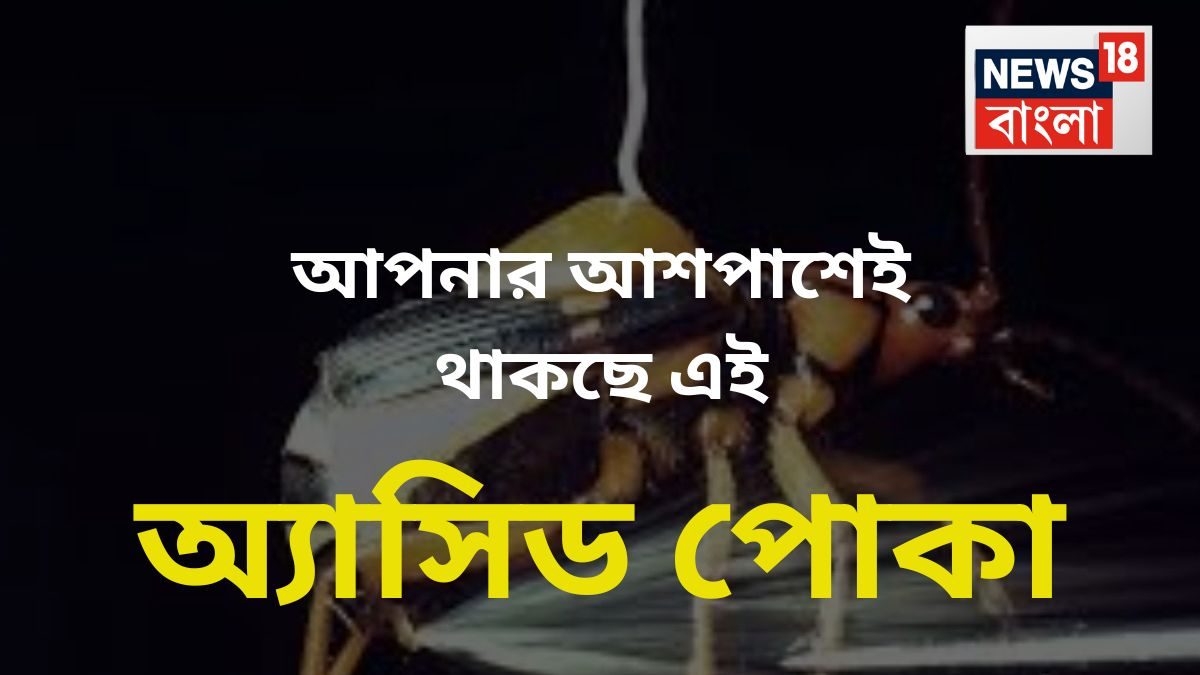 নাম ‘অ্যাসিড পোকা’! কাজেও তাই..জ্বলে যায় চামড়া, আপনার বাড়ির আশপাশেই থাকে, না চিনলে অবশ্যই চিনে রাখুন
