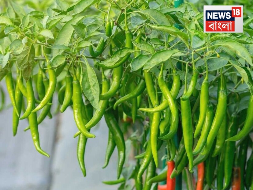 কাঁচা লঙ্কা কেনার পর প্রথমে জল দিয়ে ভাল করে ধুয়ে নিন। তারপর এটি একটি পরিষ্কার কাপড়ে বিছিয়ে সম্পূর্ণ শুকোতে দিন। এটি একটি অত্যন্ত গুরুত্বপূর্ণ পদক্ষেপ। কারণ আর্দ্রতাই এটি নষ্ট হওয়ার কারণ।