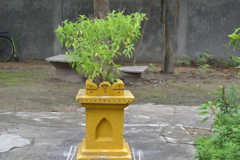 *এভাবে বিজোড় সংখ্যায় গাছ থাকলে তা শুভ বলে মনে করা হয়। তবে প্রতিটি গাছপালা পরিষ্কার-পরিচ্ছন্ন রাখা এবং উপাসনালয়ে সম্মানের সঙ্গে স্থাপন করা প্রয়োজন। গাছের চারপাশে অমেধ্য, পাদুকা এবং আবর্জনা রাখা ভুল। সংগৃহীত ছবি। 