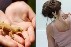 মহিলাদের পেটে না বুকে? টিকটিকি কোথায় পড়লে শুভ? শরীরের 'এই' বিশেষ অংশে পড়া কিসের ইঙ্গিত?