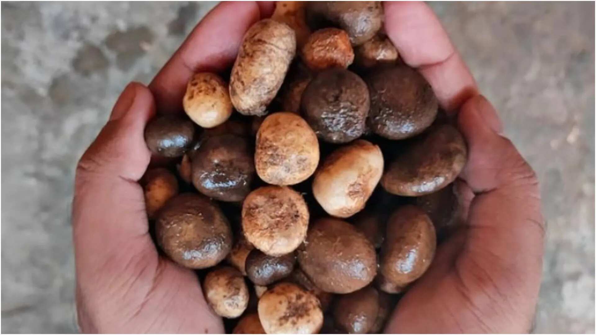 *রুগদায় পুষ্টিঃ রুগদা কেবল বর্ষাকালে পাওয়া যায়। এটি বিশেষ ধরনের এক মাশরুম। রুগদার স্বাদ মটনের স্বাদকে ভুলিয়ে দেয়। এটি ভেজ মটন নামেও পরিচিত। আশ্চর্যজনক স্বাদের এই খাবার কয়েক মাসের জন্য বাজারে আসে। এটি স্বাস্থ্যের জন্যও একটি চমৎকার ওষুধ। এতে প্রোটিন, ভিটামিন সি, ভিটামিন বি কমপ্লেক্স, রাইবোফ্লাভিন, থায়ামিন, ভিটামিন বি১২, ফলিক অ্যাসিড রয়েছে।