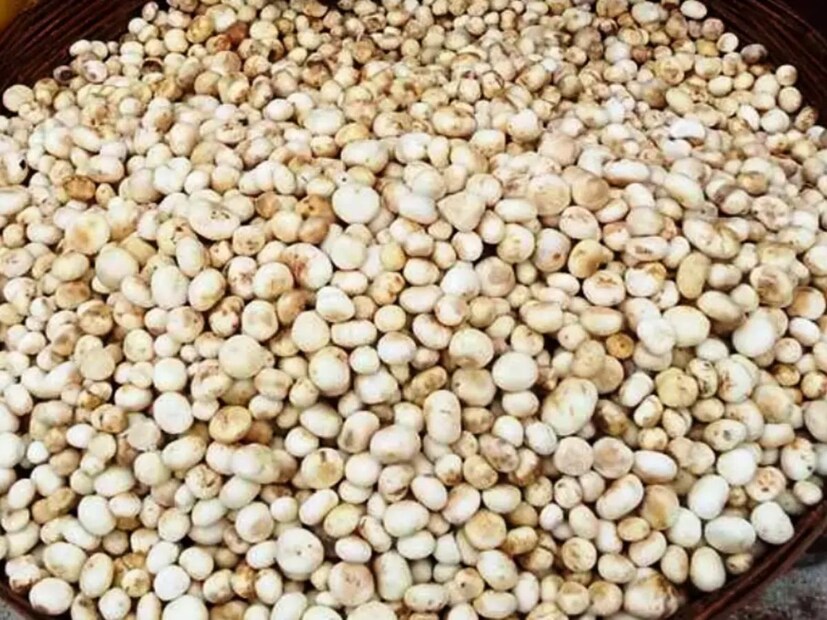 *একই প্যানে আরও কিছু তেল যোগ করুন এবং ১/২ চা চামচ জিরে ভাজুন। এরপর পেঁয়াজ কুচি একটি, একটি টমেটো, ১ চা চামচ আদা-রসুন বাটা, ১/২ চা চামচ হলুদ গুঁড়ো, ১ চা চামচ ধনেগুঁড়ো, ১ চা চামচ মরিচ গুঁড়ো, ১/২ চা চামচ গরম মসলা গুঁড়ো দিয়ে ভাল করে ভেজে নিন। মশলা সেদ্ধ হয়ে গেলে সেদ্ধ রুগদার টুকরো, স্বাদমতো নুন দিয়ে কম আঁচে ৫-৭ মিনিট রান্না করুন। প্রস্তুত করুন সুস্বাদু রুগদা কারি! এটি রুটি বা ভাতের সঙ্গে খাওয়া যায়।