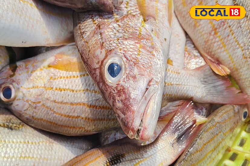 লাল কানওয়ালা স্লাইডার যা চম্পলী মাছ নাম বাংলায় জনপ্রিয় সেই মাছটির গুণাগুণ শেয়ার করব আজ এই প্রতিবেদনে। এই মাছটি হল একটি সাদা রঙের মাছ যার মাথা থেকে লেজ পর্যন্ত গোলাপি ডোরা দেখা যায়।