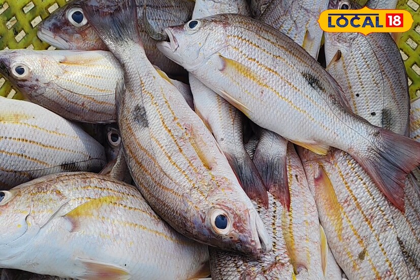 এই মাছগুলি মিঠা জলেও দিব্যি বাস করতে পারে। এই ধরণের মাছ গ্রীষ্মমন্ডলীয় সমুদ্রে বাস করে যেখানে এটি বড় ঝাঁকে ঝাঁকে থাকে। বলা হয়, বেশিরভাগ মূলত ভারত মহাসাগরে বাস করে এই মাছ। আবার ইন্দো-পশ্চিম প্রশান্ত মহাসাগরেও ব্যাপকভাবে পাওয়া যায়।