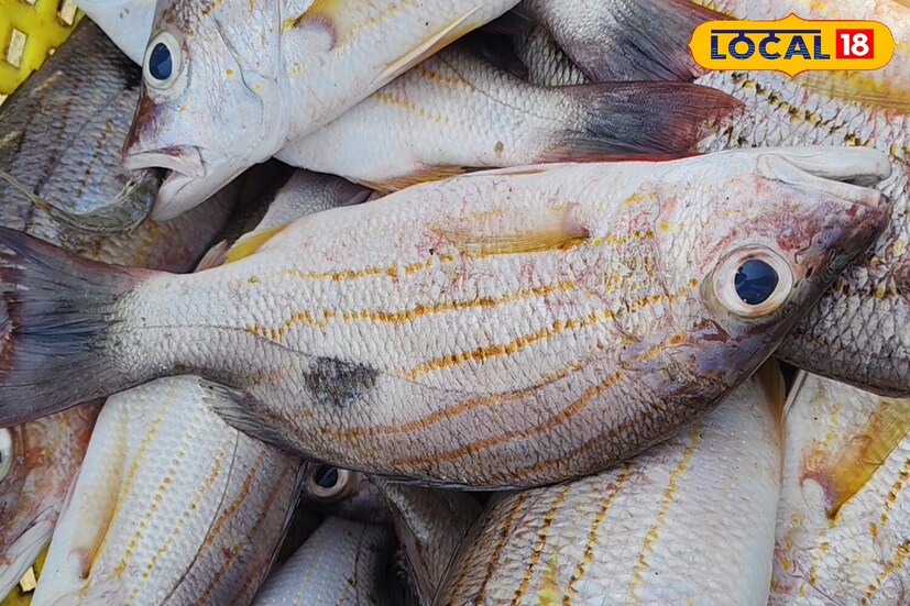 আপনি চাইলে এই মাছ দিয়ে ঝোল-ঝাল-স্টু ইত্যাদি বানাতে পারেন নির্দ্বিধায়। দুর্দান্ত স্বাদের এই মাছ মূলত কেরালায় জনপ্রিয় হলেও আজকাল বাংলার বাজারেও এর আনাগোনা বেড়েছে এই মাছের গুণের জন্য। এবার বাজারে গেলে একবার এনে দেখুন, স্বাদ এমন আবার আনতে ইচ্ছে করবে, গ্যারান্টি। আর সঙ্গে পাবেন উপরি স্বাস্থ্যগুণের ম্যাজিক!