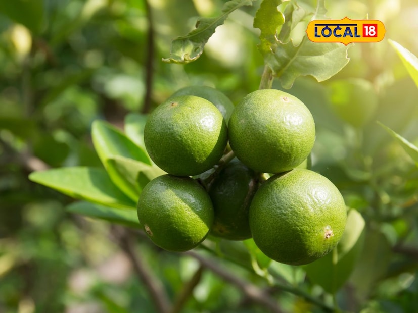 *লেবুতে উপস্থিত অ্যান্টি-ইনফ্লেমেটরি বৈশিষ্ট্য হৃদরোগকে দূরে রাখতে সহায়তা করে। লেবু নিয়মিত খেলে পাচনতন্ত্র শক্তিশালী হয়, শরীরের ডিটক্স প্রক্রিয়াকে গতি দেয়। লেবু অ্যাসিডিক হওয়া সত্ত্বেও শরীরে গিয়ে ক্ষারীয় প্রভাব ফেলে। সংগৃহীত ছবি। 