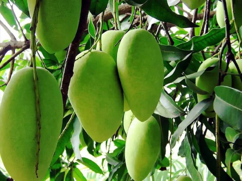 ফজলি-- ১৮০০ সালে মালদহ জেলার কালেক্টর রাজভেনশ এই আমের নামকরণ করেন 'ফজলি'। কথিত, ফজলি বিবি নামক এক প্রৌঢ়া বাস করতেন স্বাধীন সুলতানদের ধ্বংসপ্রাপ্ত গৌড়ের একটি প্রাচীন কুঠিতে। তাঁর বাড়ির উঠোনেই ছিল একটি আমগাছ। ফজলি এই গাছটির খুব যত্ন নিতেন। এলাকার ফকির বা সন্ন্যাসীরা সেই আমের ভাগ পেতেন। কালেক্টর রাজভেনশ একবার ফজলি বিবির কুঠিরের কাছে শিবির স্থাপন করেন। তাঁর আগমনের খবর পেয়ে ফজলি বিবি সেই আম নিয়ে তাঁর সঙ্গে দেখা করেন। রাজভেনশ সেই আম খেয়ে খুবই তৃপ্ত হন। জানতে চান, সেই নামের নাম। কিন্তু ইংরেজি না বুঝে নিজের নাম বলে দেন ফজলি বিবি। সেই থেকেই এই আমের নাম হয় 'ফজলি'। (Image- File)