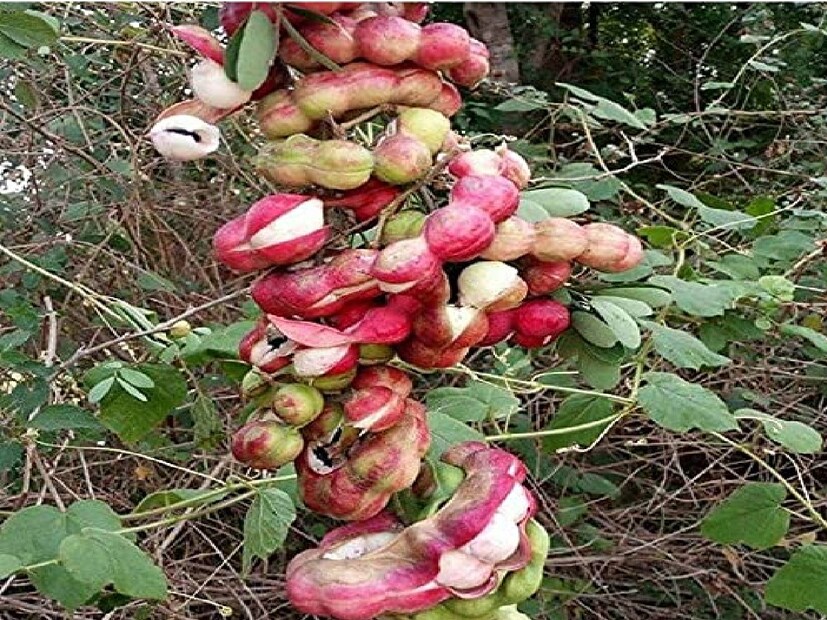 শুধু স্বাদের দিক থেকেই নয়, এটি স্বাস্থ্যের দিক থেকেও ফলের রাজাও। এই জঙ্গলের জিলিপিকে 'গঙ্গা জিলিপি'ও বলা হয়। এটি কেবল স্বাদেই নয়, স্বাস্থ্যের দিক থেকেও উপকারী। 