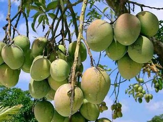 আমপাড়া নিয়ে বিবাদ! ভাইয়ের মাথায় প্রবল জোরে আঘাত দাদার, মুহূর্তে সব শেষ...নিউটাউনে খুনের অভিযোগে গ্রেফতার দাদা

প্রতীকী ছবি