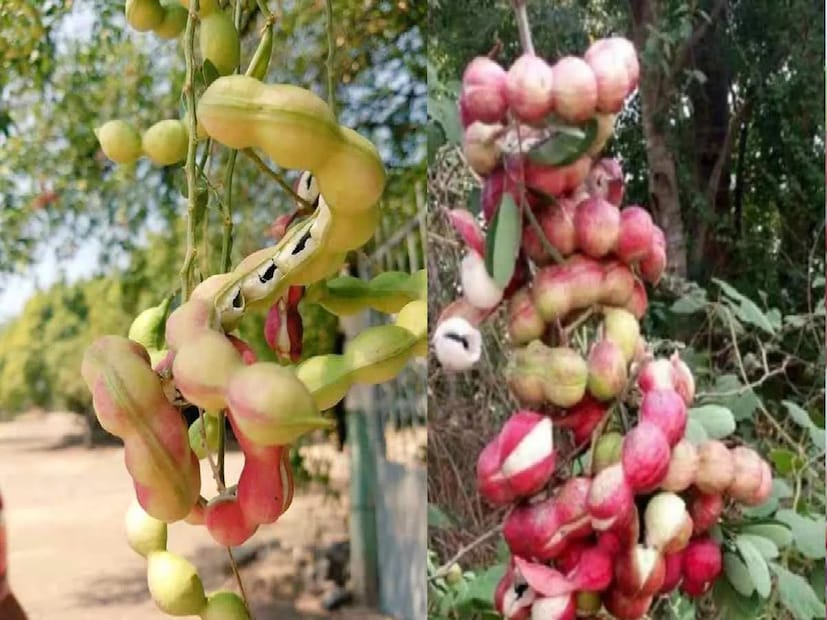 প্রকৃতি তার ভাণ্ডারে মানুষের জন্য কত কী যে বরাদ্দ করে রেখেছে, তা গুণে শেষ করা যায় না। প্রাকৃতিক খাদ্য বলতেই সবার আগে আমাদের মাথায় আসে ফলের কথা। 