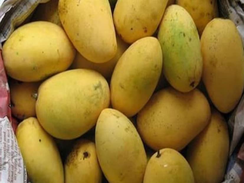 চৌষা-- খুবই জনপ্রিয় আম এই চৌষা। দামেও অনেকটাই কম। খুঁটি বা যে কোনও ধারালো জিনিস দিয়ে আমের মাথাটি ফুটো করে চুষে খেয়েই এই আমের মজা। সে কারণেই এই আমের নাম চৌষা। (Image- File)