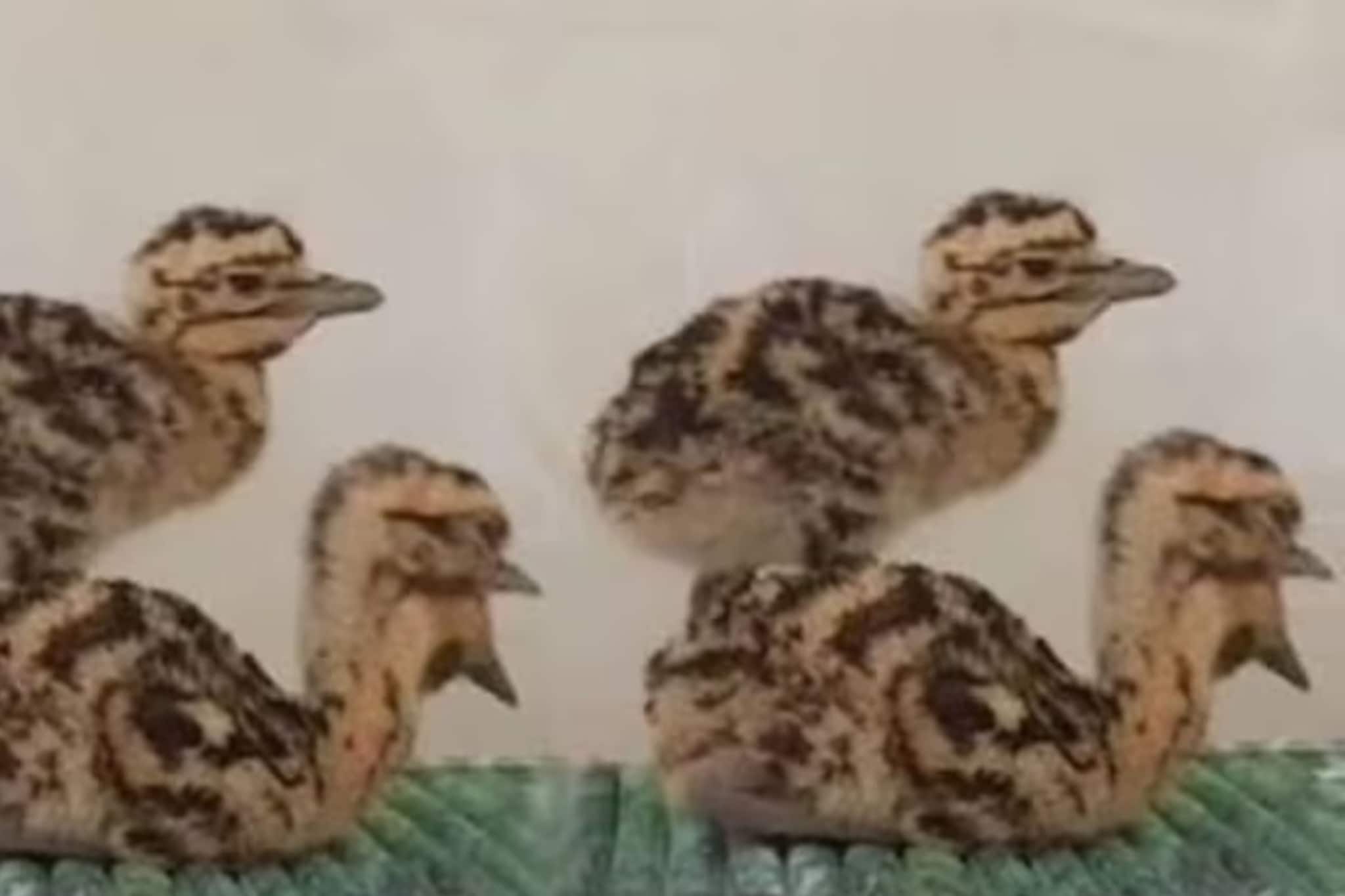 পাক ড্রোনের হামলা থেকে অল্পের জন্য রক্ষা, জয়সলমীরে কড়া নিরাপত্তার ঘেরাটোপে ৯ পাখির ছানা