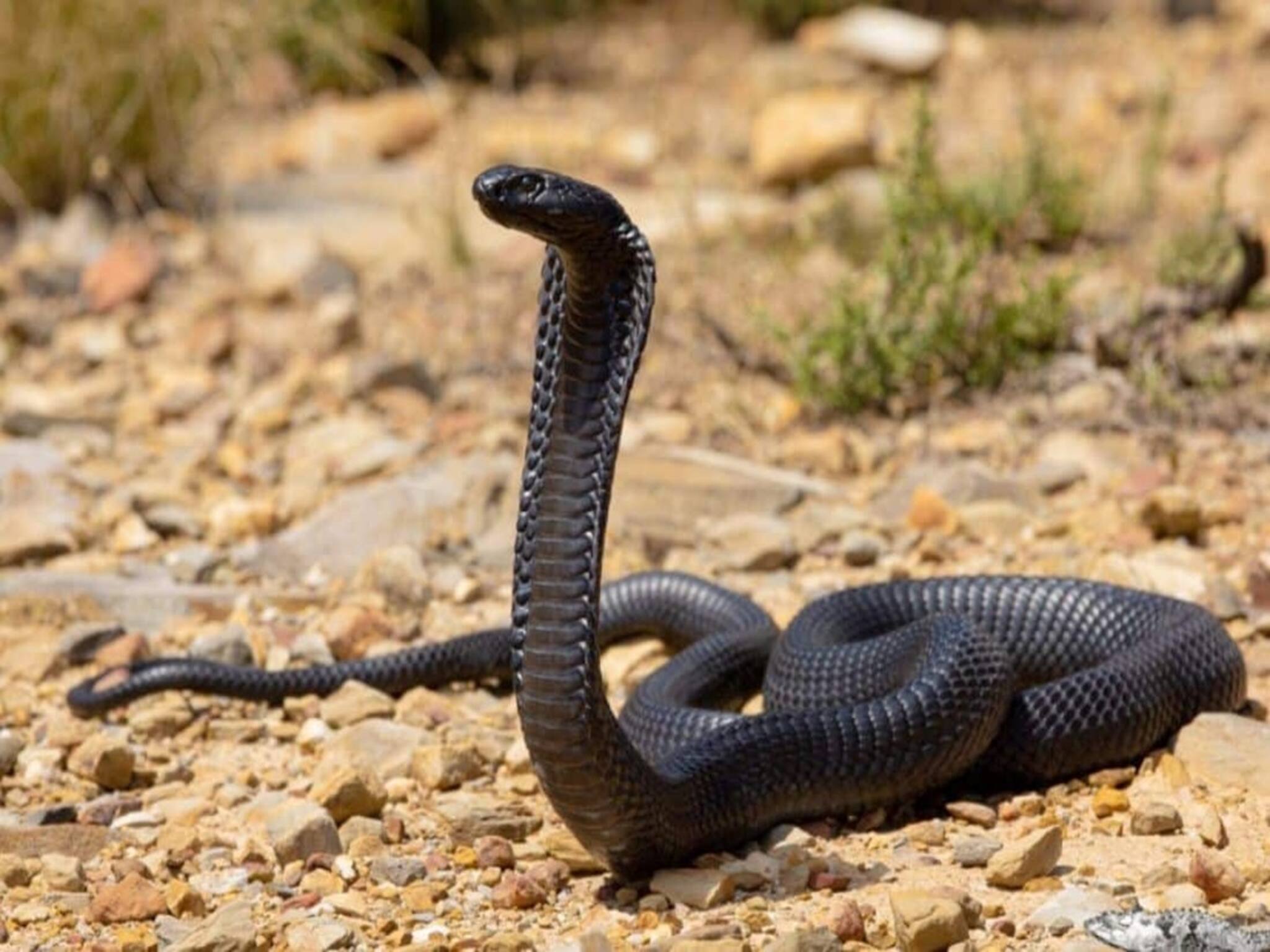 ঝোপের আড়ালে ফোঁসফোঁস শব্দ! কালো কুচকুচে আতঙ্ক, সকলে ত্রাহি ত্রাহি রব