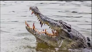 ছেলেকে জলে টেনে নিয়ে যাচ্ছিল কুমির! চোখে পড়তেই লোহার রডের আঘাত মা-এর! জানুন সেই হাড়হিম করা ঘটনাটি... ছেলেকে জলে টেনে নিয়ে যাচ্ছিল কুমির! চোখে পড়তেই লোহার রডের আঘাত মা-এর! জানুন সেই হাড়হিম করা ঘটনাটি...