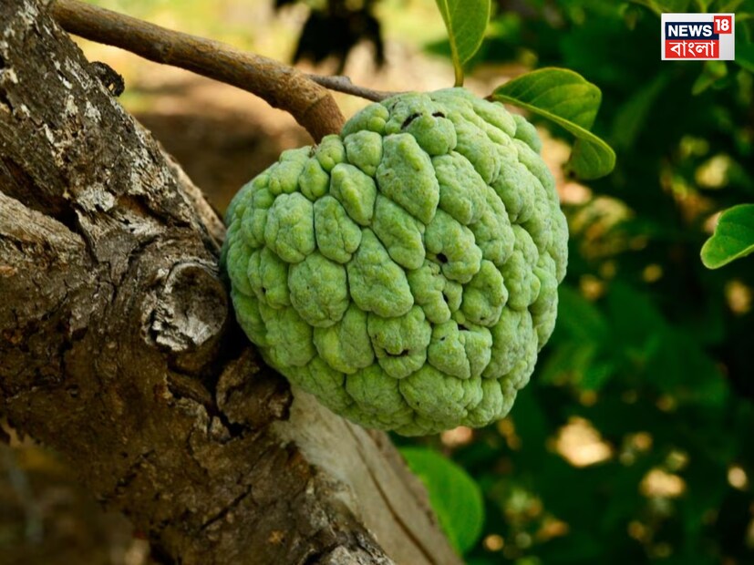 স্বাস্থ্যকর এবং ফিট থাকার জন্য মানুষকে ফল খাওয়ার পরামর্শ দেওয়া হয়। আপেলকে শরীরের জন্য সবচেয়ে উপকারী মনে করা হয়, তবে আরও অনেক ফলও স্বাস্থ্যের জন্য উপকারী। তবে, আতা এমন একটি সুস্বাদু ফল, যা পুষ্টি উপাদানের ভাণ্ডার।